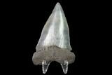 Huge, Fossil Mako Shark Tooth - South Carolina #142318-2